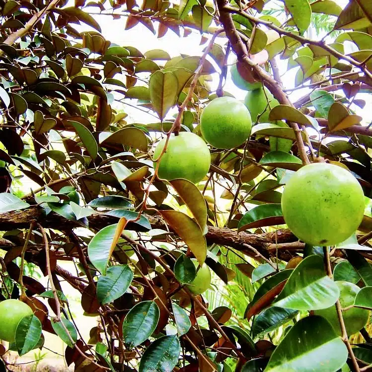 White Star Apple Starter Plant (Chrysophyllum cainito) 12"-24" – Live Caimito Tree, Tropical Sweet Fruit