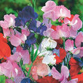 Winter Romance Sweet Pea Seeds - 50+ Soft Blush Pink, Fragrant Climbing Vines