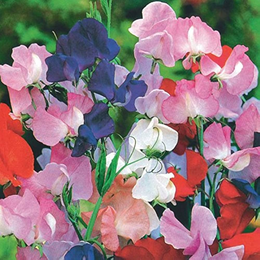 Winter Romance Sweet Pea Seeds - 50+ Soft Blush Pink, Fragrant Climbing Vines