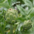Green Globe Artichoke Seeds - Cynara scolymus - Heirloom, Perennial, 500mg, Non-GMO