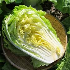 Chinese Heading Cabbage Michihli Seeds - 150 Seeds, Brassica rapa var. pekinensis