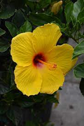 Hibiscus rosa-sinensis 'Tequila' Exotic Tequila Hibiscus - Bare Root Starter Plant 3-5 in