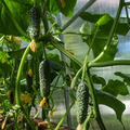 Cucumber Chinese Snake Curved Seeds (Cucumis sativus) - 10 Seeds, Heirloom, Non-GMO