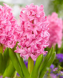 Hyacinth Pink Pearl Bulbs - 2 Fragrant Hyacinthus orientalis Bulbs