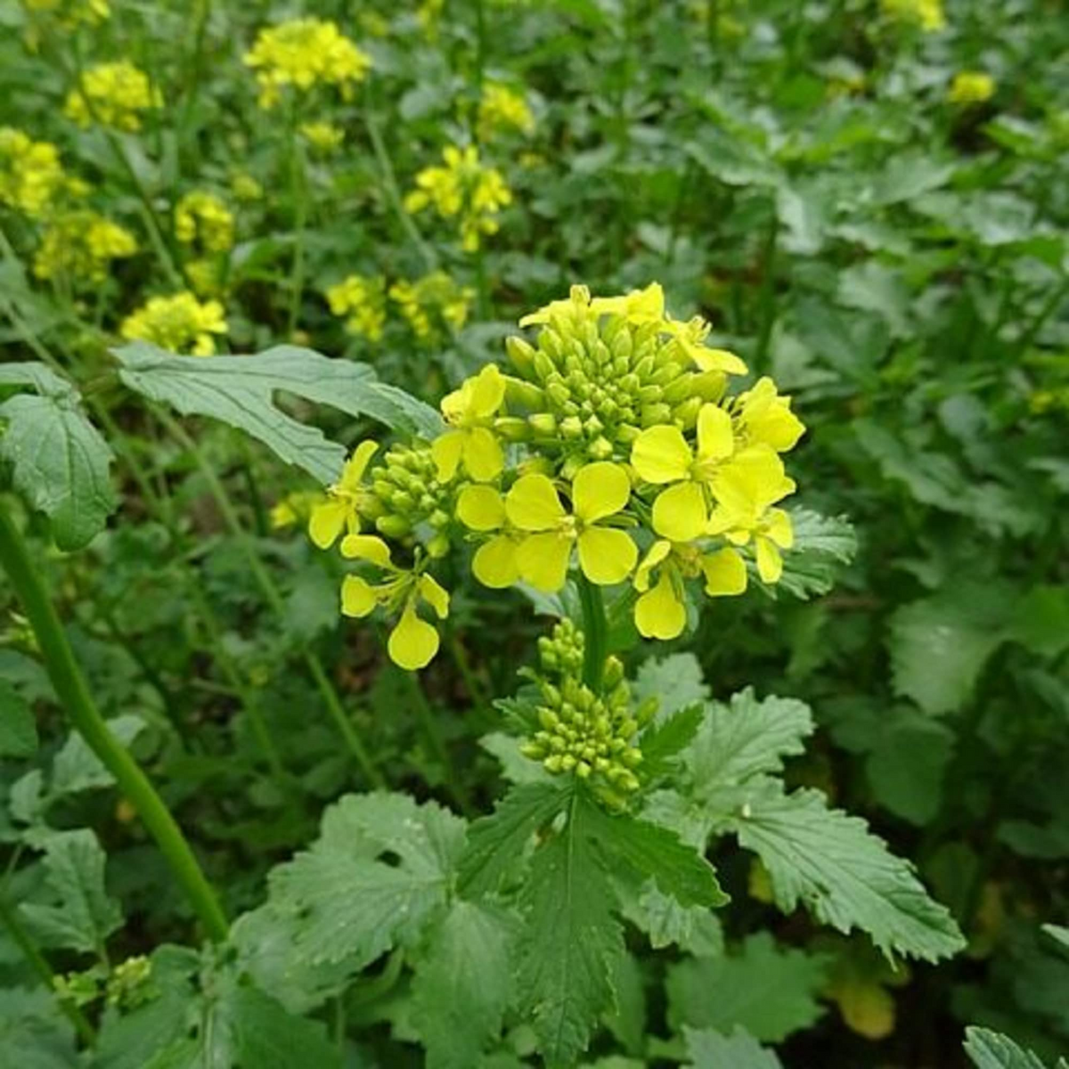 1,000 Black Mustard Seeds - Brassica nigra | Heirloom, Non-GMO