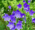 Balloon Flower Seeds (Platycodon grandiflorus) - 1,000 Non-GMO Seeds, Perennial