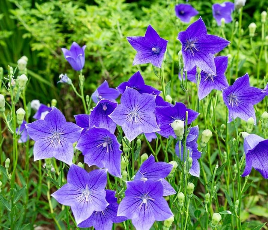 Balloon Flower Seeds (Platycodon grandiflorus) - 1,000 Non-GMO Seeds, Perennial