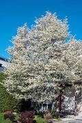 Allegheny Serviceberry Tree (Amelanchier laevis) - Live Bare Root 12-14"
