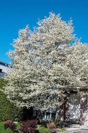 Allegheny Serviceberry Tree (Amelanchier laevis) - Live Bare Root 12-14"