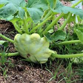 Bennings Green Tint Scallop Squash Seeds (Cucurbita pepo) Heirloom Pattypan - 15 Seeds
