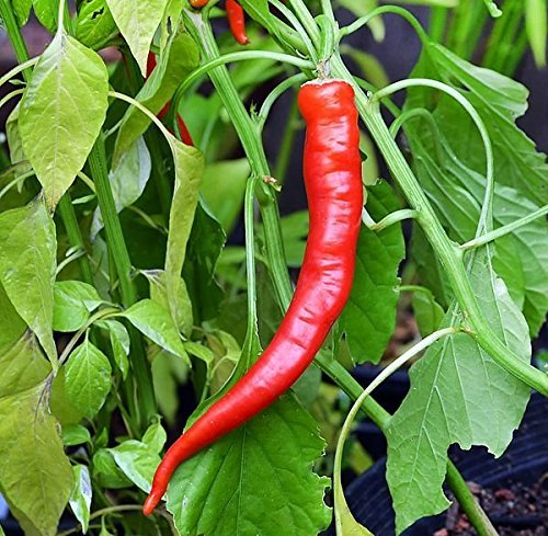 Cowhorn Pepper Seeds - Heirloom Capsicum annuum, Spicy & High-Yielding
