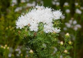 Summer Farewell Seeds (Dalea pinnata) – 25 Seeds, Late-Season Pollinator Wildflower
