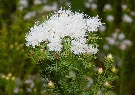 Summer Farewell Seeds (Dalea pinnata) – 25 Seeds, Late-Season Pollinator Wildflower