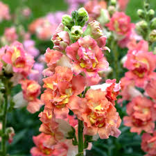 Antirrhinum majus Madame Butterfly Bronze White Snapdragon Seeds – 1000+