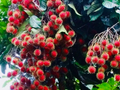 Red Rambutan Tree (Nephelium lappaceum) – 12"-24" Starter Live Plant