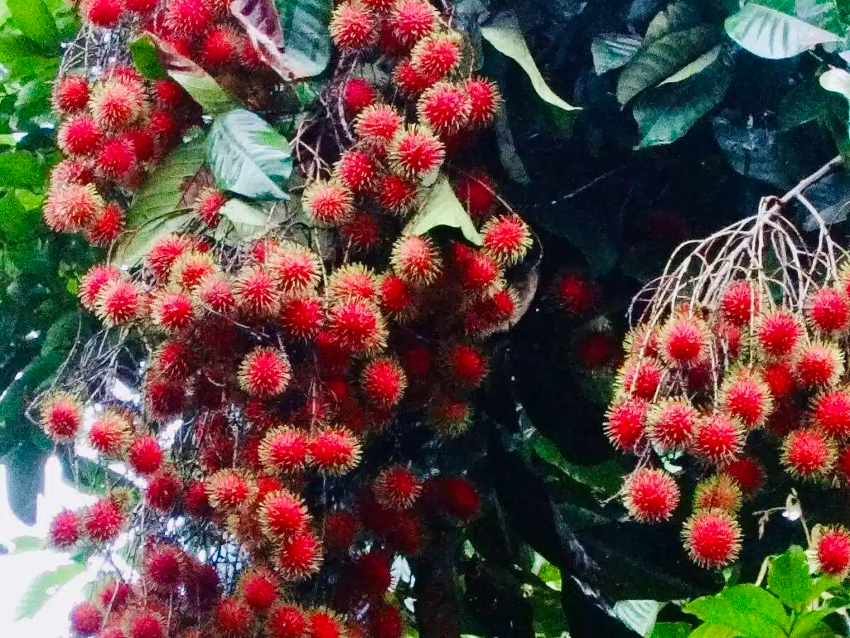 Red Rambutan Tree (Nephelium lappaceum) – 12"-24" Starter Live Plant