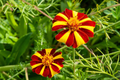 French Marigold Court Jester Harlequin Seeds - 100 Non-GMO Seeds for Tall, Vibrant Blooms
