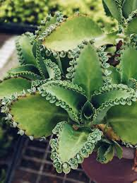 Aranto Alligator Plant (Mother of Thousands) - 1-3" Rooted Starter Plants (100 count)