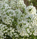 Alyssum Snow Cloth White Ground Cover Seeds - 1000 Premium Lobularia maritima