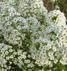 Alyssum Snow Cloth White Ground Cover Seeds - 1000 Premium Lobularia maritima