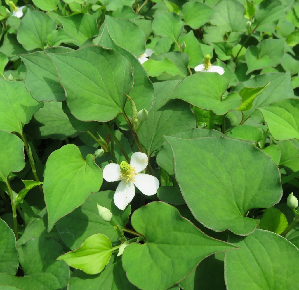 Houttuynia Cordata (Fish Mint) Bare Root Plants - 20 Live Plants