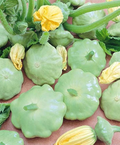 Benning’s Green Tint Squash Seeds - Heirloom Patty Pan (30 Seeds) - Non-GMO