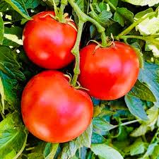 Tomato Super Sioux Seeds - 100 mg | Heat-Tolerant Solanum lycopersicum