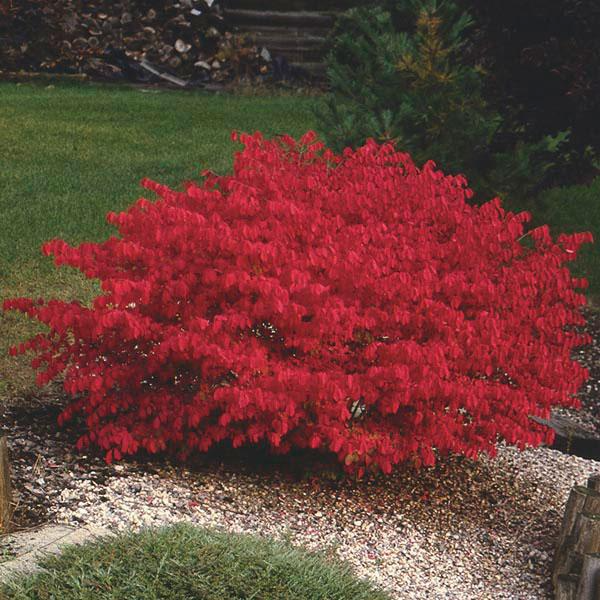 Dwarf Burning Bush Bare Root (Euonymus alatus) - 1 Bare Root Shrub