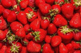 Jewel Strawberry Bare Root Plants (Fragaria × ananassa) - High-Yield, Cold-Hardy