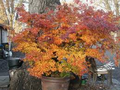 20 Trident Maple Seeds (Acer buergerianum) - Bonsai-Friendly, Hardy Maple for Fall Color