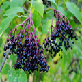10 American Elderberry Unrooted Cuttings - Sambucus canadensis