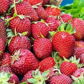 Albion Everbearing Strawberry Plants (Bare Root) - Pack of 12, Zones 4-9
