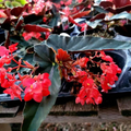 Angel Wing Begonia Torch Red - 4" Starter Plant, Indoor Easy Care