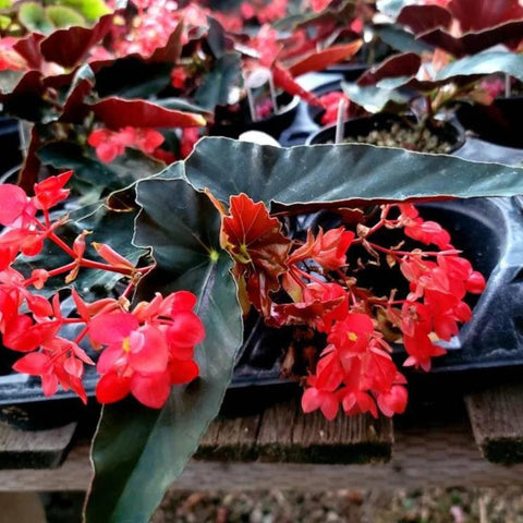 Angel Wing Begonia Torch Red - 4" Starter Plant, Indoor Easy Care
