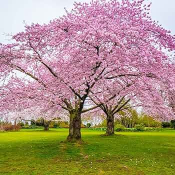 20 Japanese Cherry Blossom Tree Seeds (Prunus serrulata) - Pink Sakura Bonsai