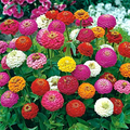 Zinnia Lilliput Mix - 200 Seeds, Zinnia elegans, Heirloom, Non-GMO, Mixed Colors