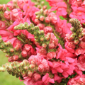 Antirrhinum majus Potomac Appleblossom Snapdragon Seeds – 1000+ Soft Pink & White Blooms