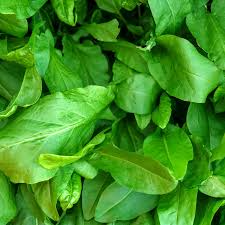 Large Leaf Sorrel (Rumex acetosa) Seeds – 250 mg, Perennial Garden Greens
