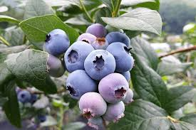 50 Southern Highbush Blueberry Seeds (Vaccinium corymbosum) - Zone 5-10
