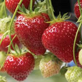 Albion Strawberry Bare-Root Plants (25) | Day-Neutral Fragaria x ananassa