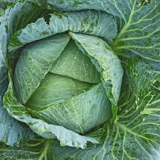 Cabbage Early Jersey Wakefield Seeds - Heirloom Brassica oleracea, 1g