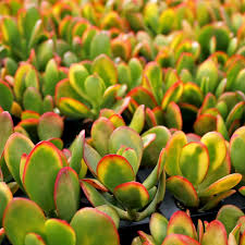 Crassula Ovata ‘Hummel’s Sunset’ Cuttings – 5 Golden Jade Plant 3-4" Starter