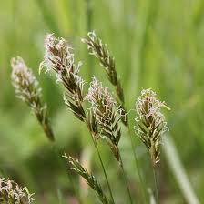 Sweet Vernal Grass Seeds 300+ - Anthoxanthum odoratum, Fragrant Perennial Grass for Aromatic Lawn