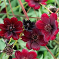 Cosmos atrosanguineus Chocolate Cosmos Seeds – 200+ Velvety Dark Blooms