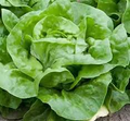 White Boston Lettuce (Lactuca sativa) - 500 Seeds, Butterhead, Tender Leaves