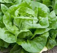 White Boston Lettuce (Lactuca sativa) - 500 Seeds, Butterhead, Tender Leaves