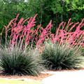 Red Yucca Seeds (Hesperaloe parviflora) - Drought Tolerant, 5 ft Flower Spikes, Attracts Hummingbirds & Butterflies