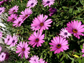 Dark Purple Cape Daisy Seeds (Osteospermum ecklonis) - 200+ Seeds for Drought-Tolerant Beds, Borders & Containers