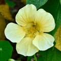 Nasturtium Moonlight Seeds | Creamy White Edible Flowers - Heirloom Non-GMO
