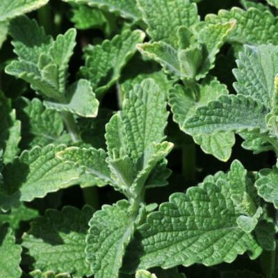 Catnip Seeds - 500 Premium Nepeta cataria Perennial Herb | Non-GMO, Indoor/Outdoor